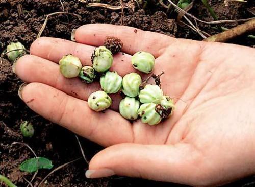 yeşil nasturtium tohumları