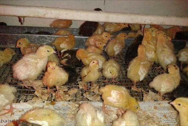 inkubator kycklingar
