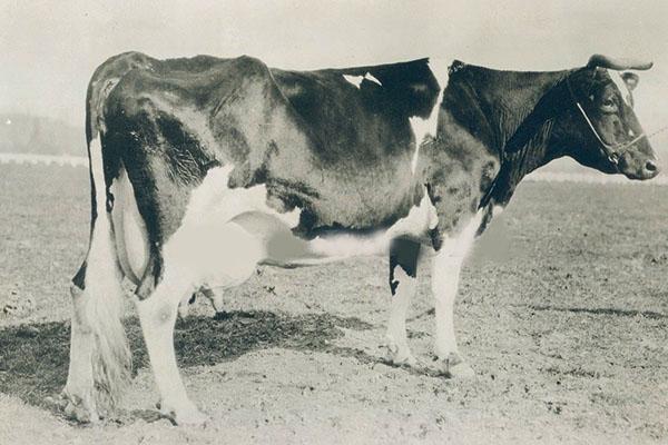 krava Holstein za 30 rokov