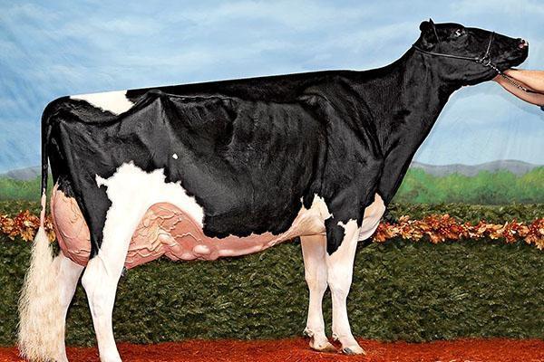 Holsteinská kráva v naší době