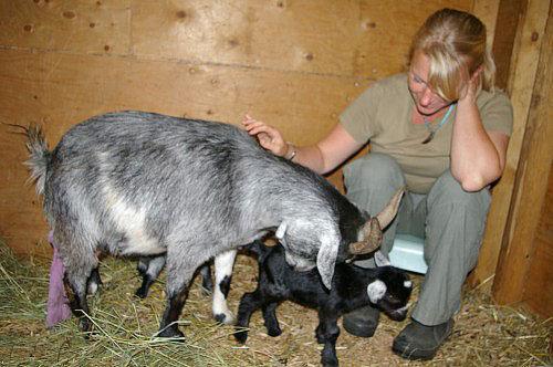 una capra lecca un bambino appena nato