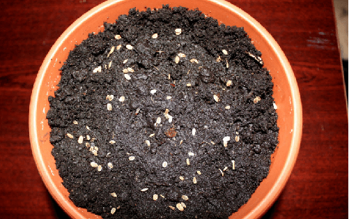 semina di semi