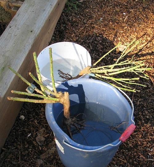 seedling in a bucket