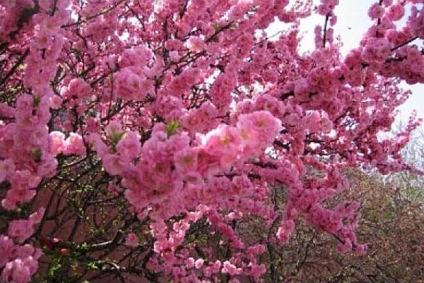 Aprikosenblüten im Garten der Region Moskau