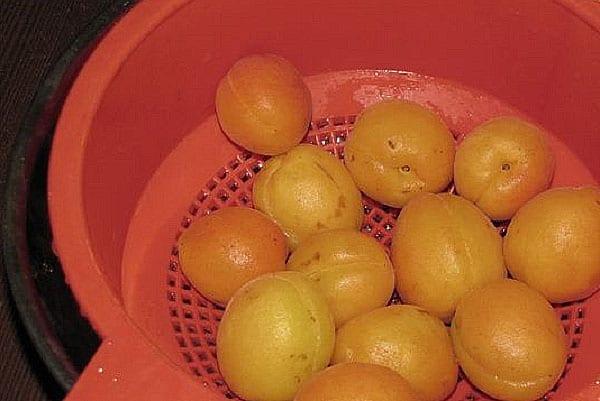 Aprikosen waschen und trocknen
