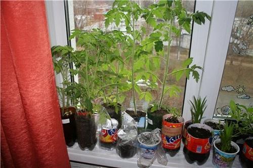 sadnice na prozorskoj dasci