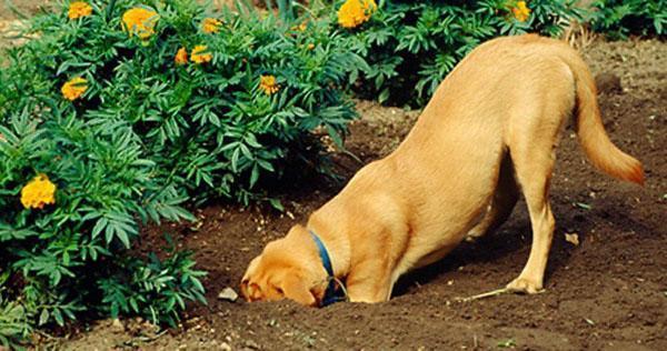 pes sbírá květiny