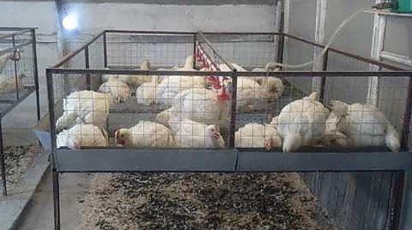 κρατώντας τα κοτόπουλα στο κλουβί