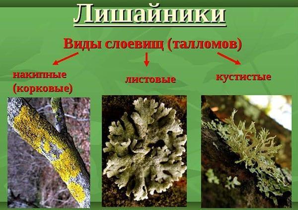 specii de licheni