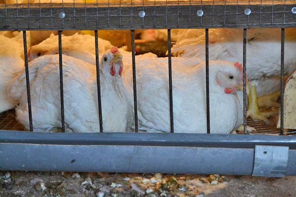 pollastres de pollastre en gàbies