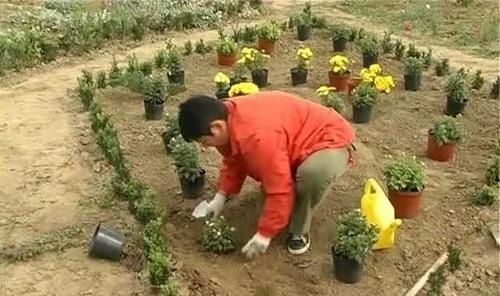 planting chrysanthemums