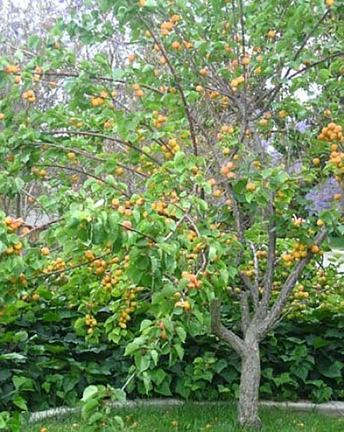 aprikos i landet