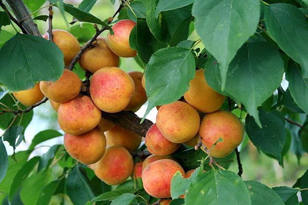 aprikos Framgång i landet