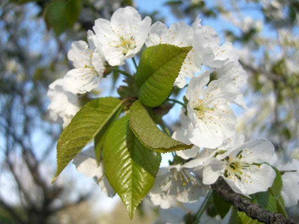 flori de cireș Iput