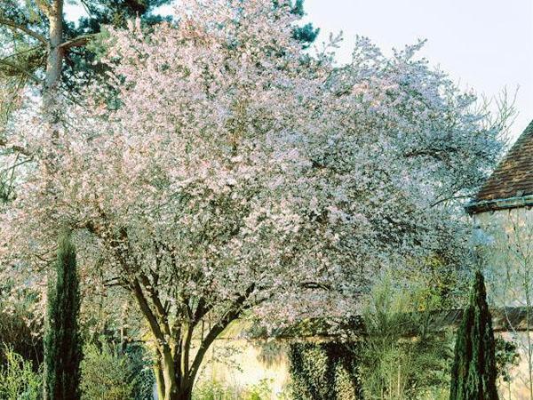 fiori di ciliegio in periferia
