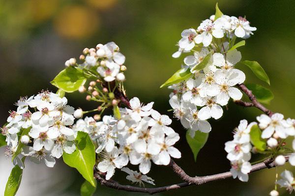 květy hrušky Moskvichka