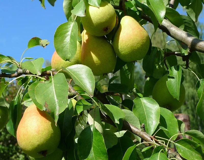summer ripening pear