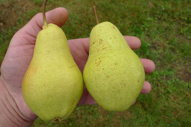 pear varieties early summer