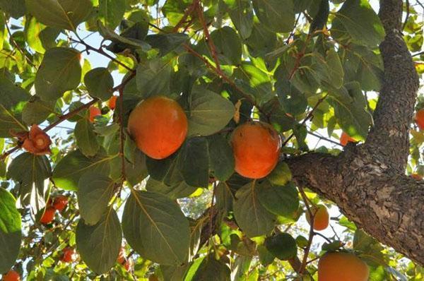 persimmon w ogrodach Krymu