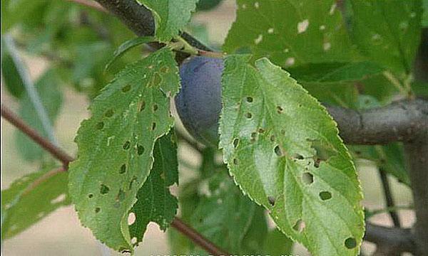 plum leaf clotterosporium