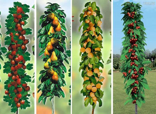 pomi fructiferi columnari