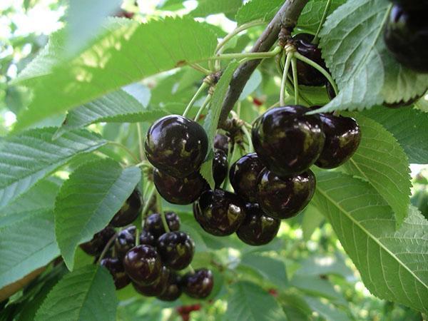 големи плодове с тъмен цвят
