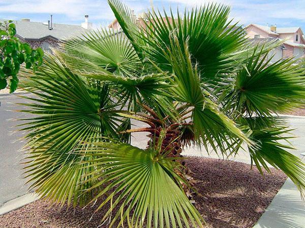 palm tree washingtonia in nature