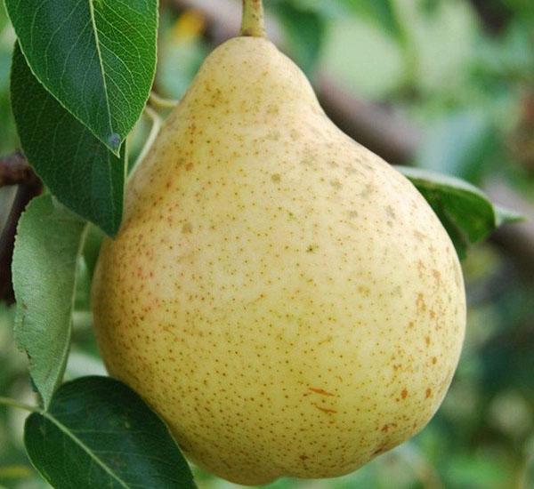 Birnenfrucht Moskvichka