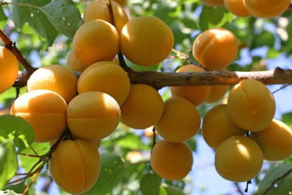 abrikozenfruit Lel