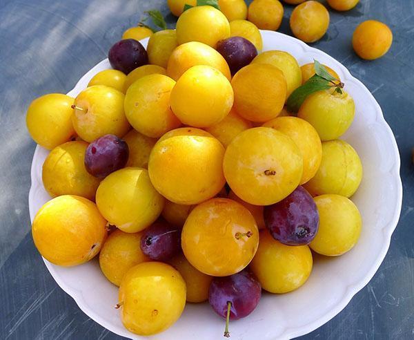 žluté švestkové ovoce