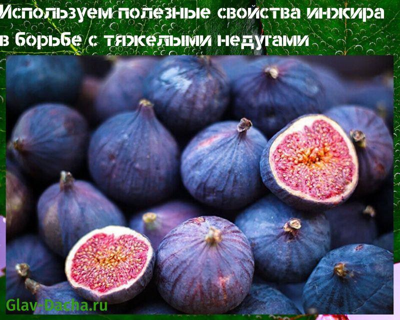 useful properties of figs