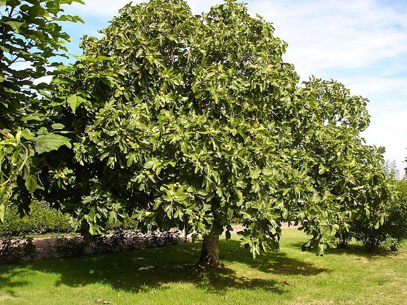 incir ağacı