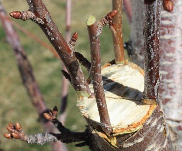 grafting cherries in spring and summer