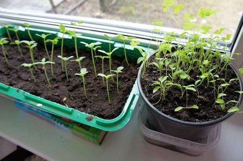 seedlings on the window