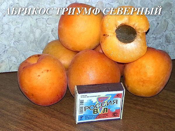 maten van abrikozenfruit Triumph North