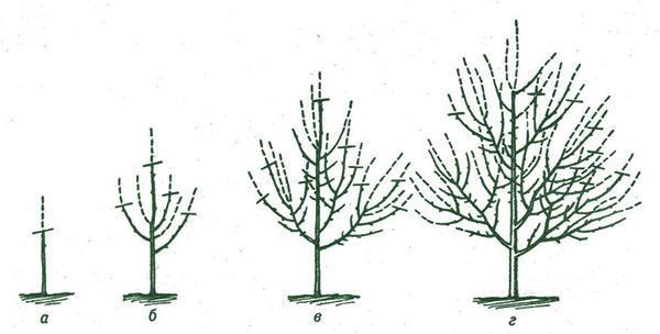 schema di potatura delle prugne nei primi anni dopo la semina