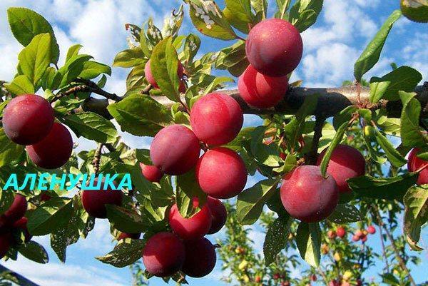 variété de prune Alyonushka