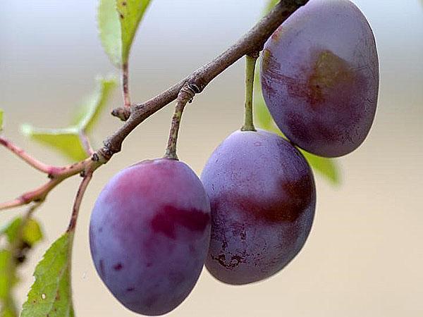 prunes al jardí