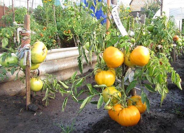 Persimmon tomatoes