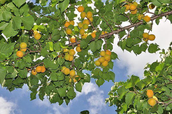 skörd av aprikoser i centrala Ryssland