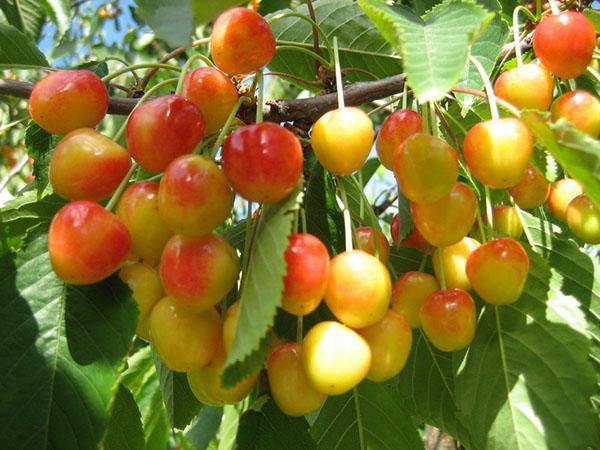 vyšnių derlius priemiestyje
