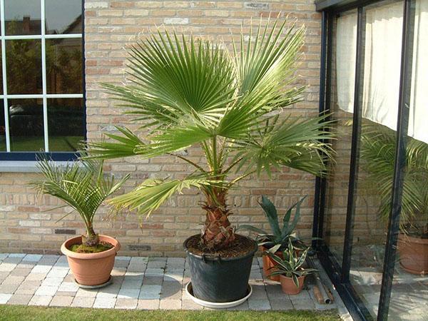 evde palmiye ağaçları