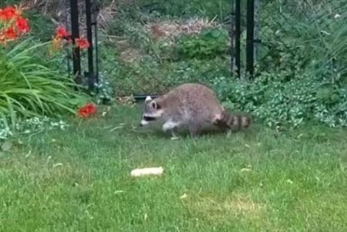 raccoon stole corn