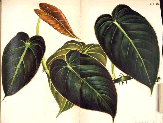 Philodendron nero-oro Black Gold