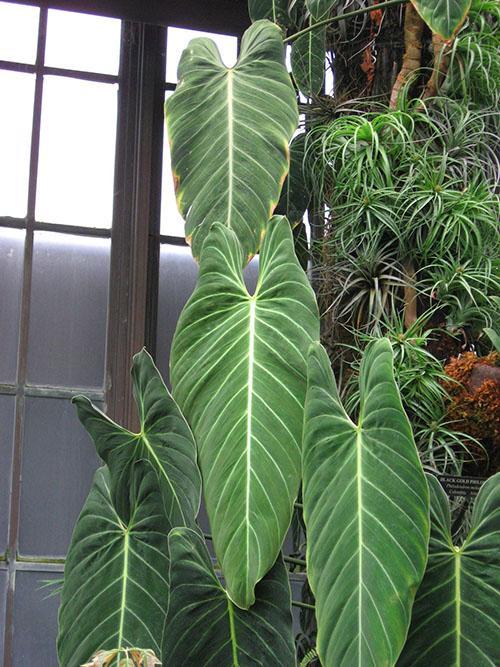 Philodendron nero-oro