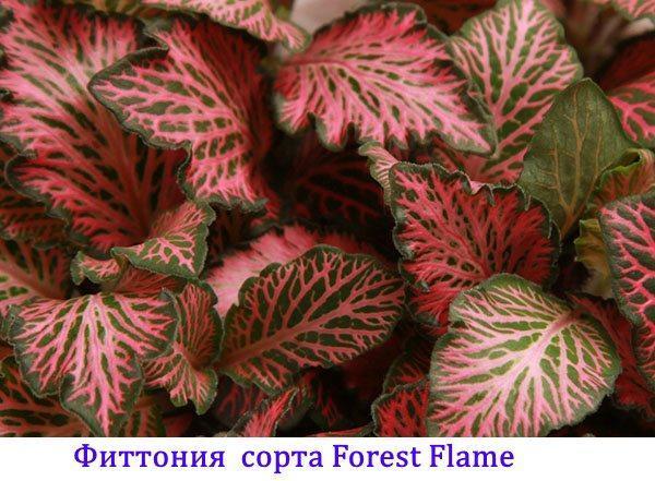 Fittonia Waldflamme