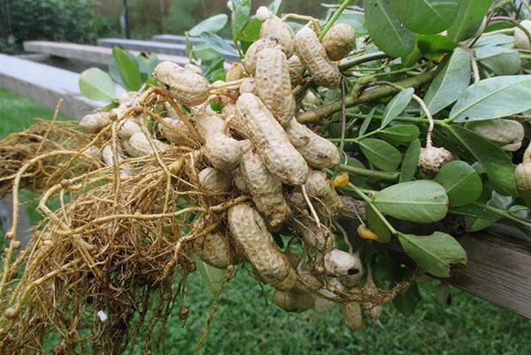 ako pestovať arašidy v krajine