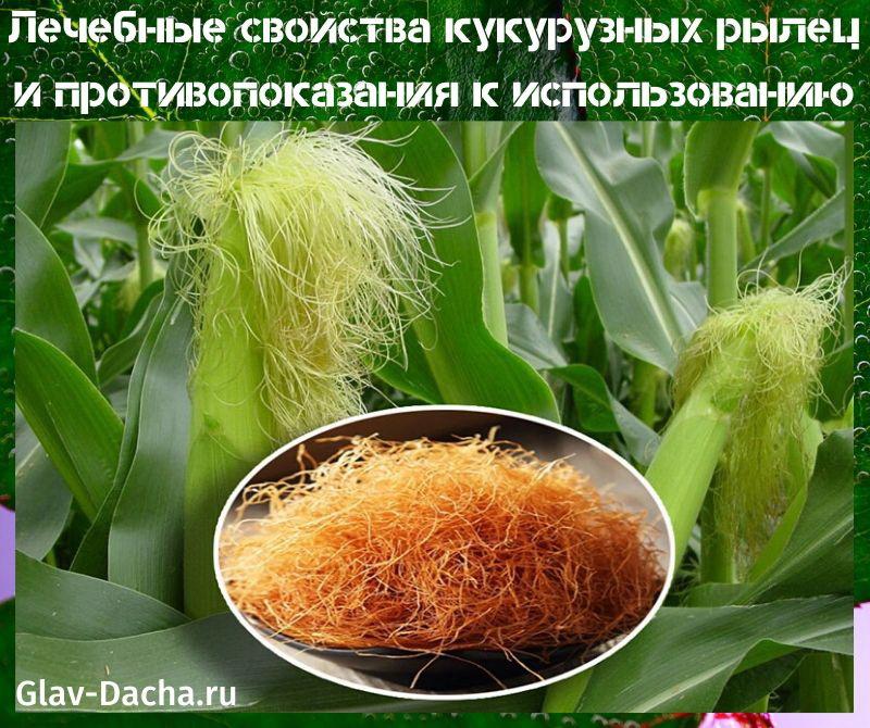 właściwości lecznicze znamienia kukurydzy