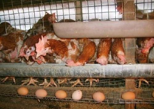 galinhas poedeiras em gaiolas