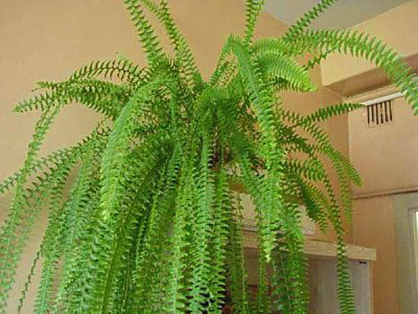 nephrolepis in room conditions